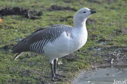 Blackbrook Zoological Park