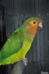 Eupsittula pertinax