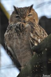 Chestnut Centre Otter Owl & Wildlife Park