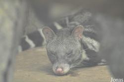 Saigon Zoo & Botanical Gardens