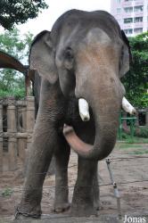 Saigon Zoo & Botanical Gardens