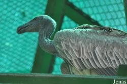 Gyps indicus