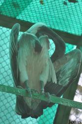 Saigon Zoo & Botanical Gardens