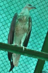 Saigon Zoo & Botanical Gardens
