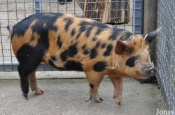 Banham Zoo