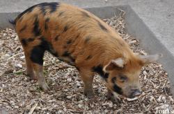 Banham Zoo