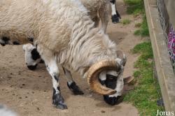 Banham Zoo