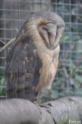 Banham Zoo