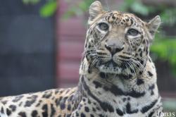 Linton Zoological Gardens
