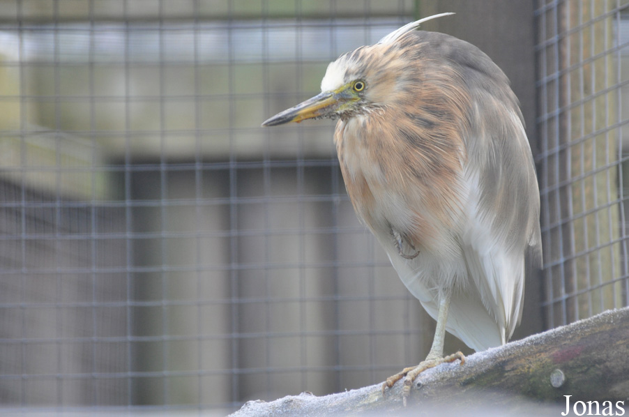 Blackbrook Zoological Park