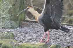 Blackbrook Zoological Park