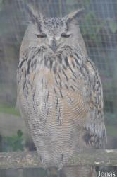 The Raptor Foundation