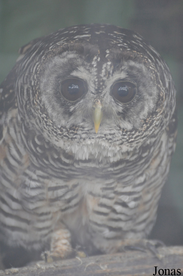 The Raptor Foundation