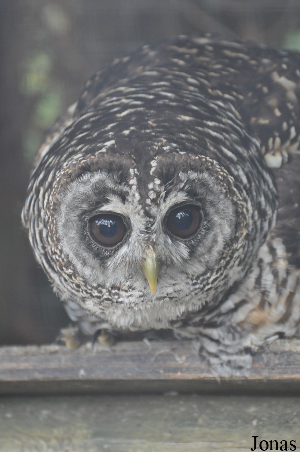 The Raptor Foundation