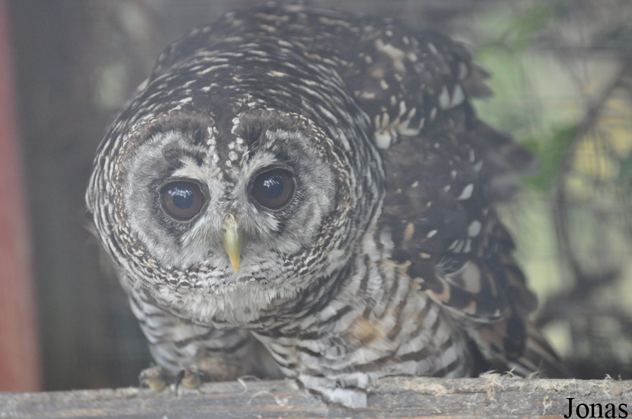 The Raptor Foundation