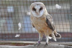The Raptor Foundation