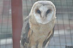 The Raptor Foundation