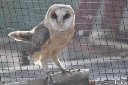 The Raptor Foundation