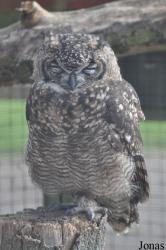 The Raptor Foundation