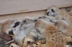 Hamerton Zoo Park