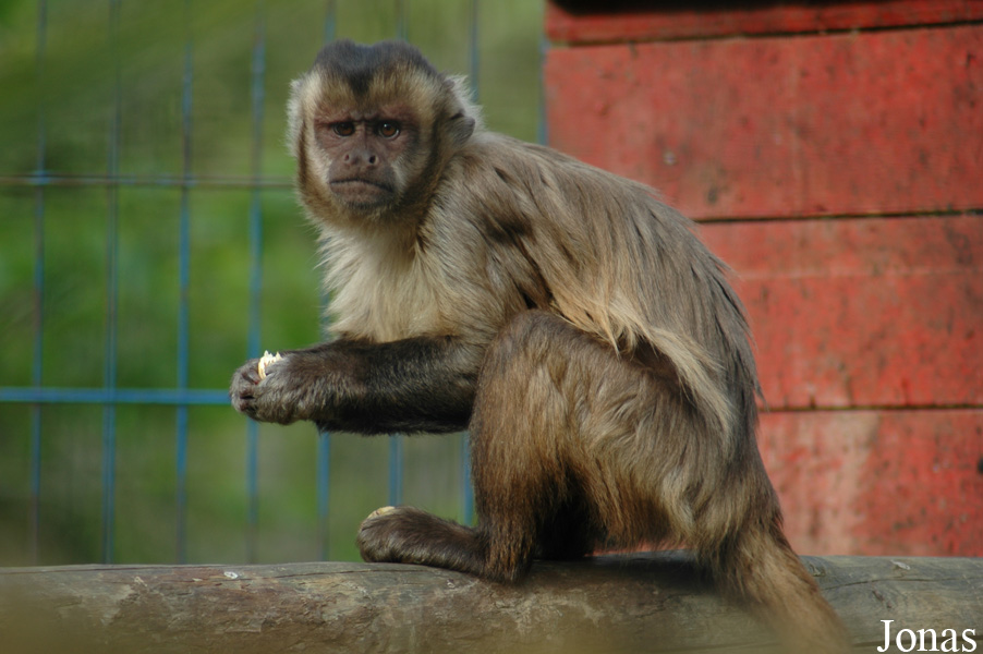 Zoo de Carmona