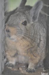 Hamerton Zoo Park
