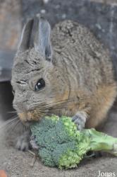 Hamerton Zoo Park