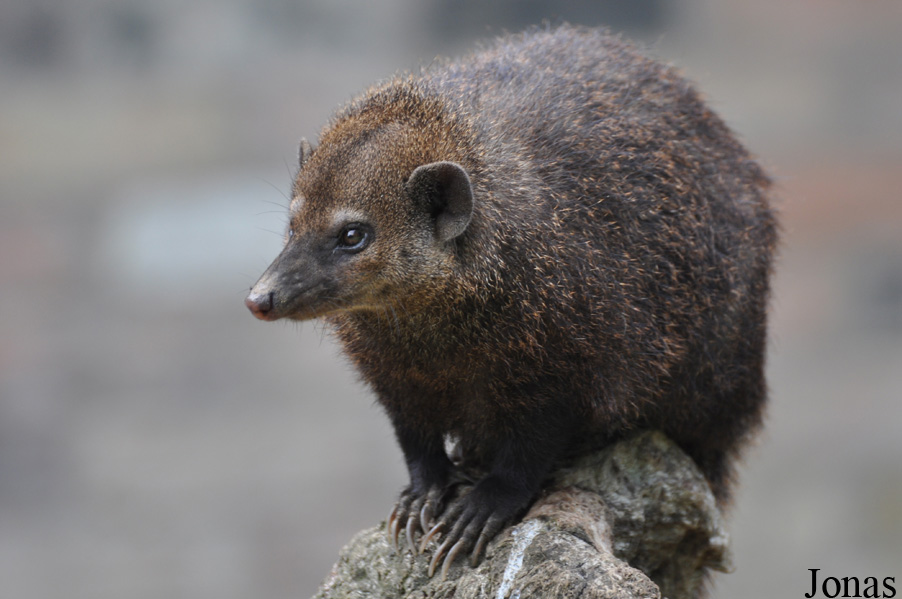 Shepreth Wildlife Park