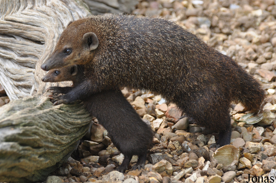 Shepreth Wildlife Park