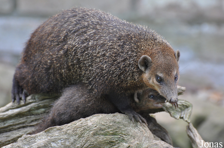 Shepreth Wildlife Park