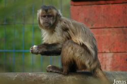 Zoo de Carmona