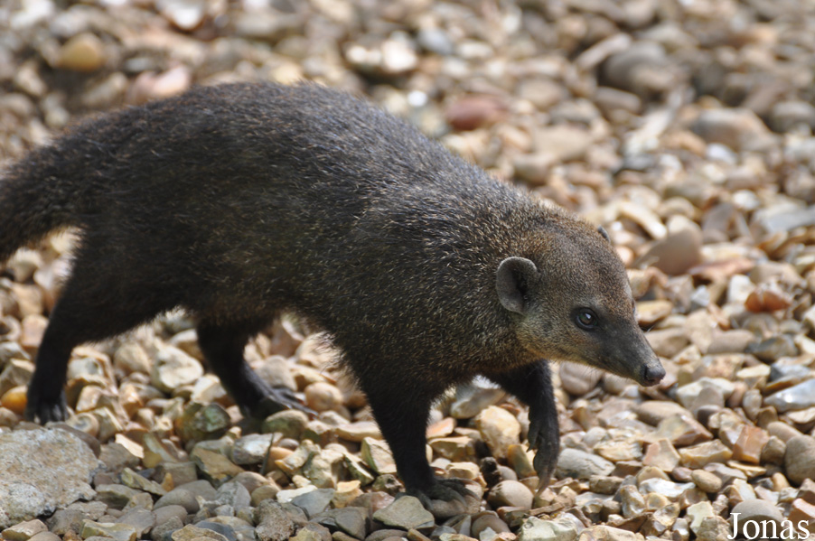 Shepreth Wildlife Park