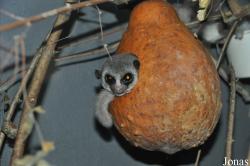 Rare Species Conservation Centre