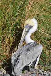Vogelpark Marlow