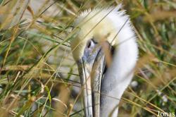 Vogelpark Marlow
