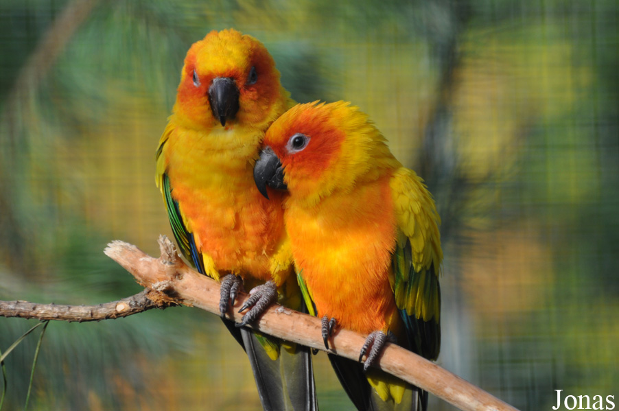 Vogelpark Marlow