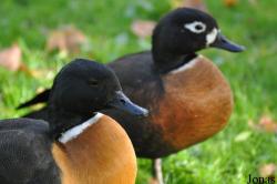 Vogelpark Marlow