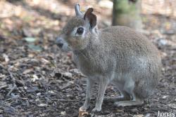 Uilen- en Dierenpark De Paay