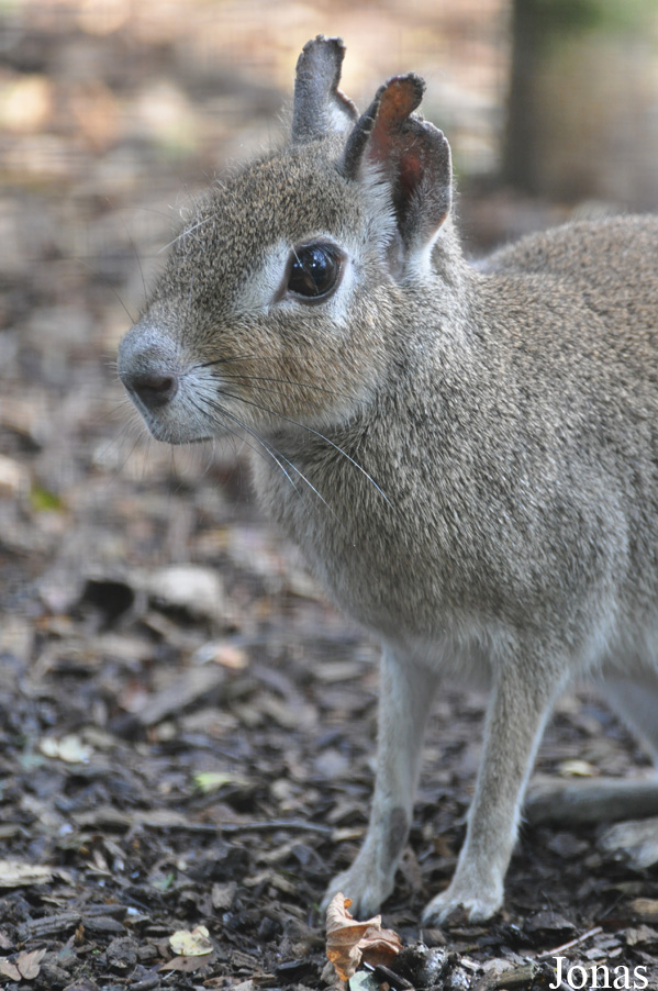 Uilen- en Dierenpark De Paay