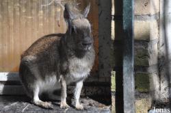 Uilen- en Dierenpark De Paay