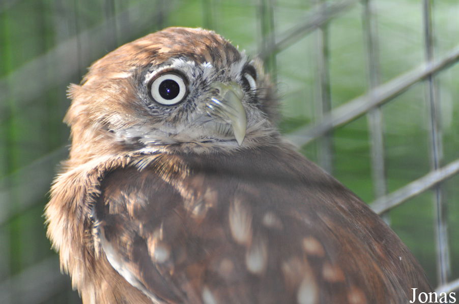 Uilen- en Dierenpark De Paay