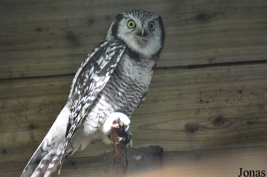 Uilen- en Dierenpark De Paay