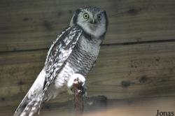 Uilen- en Dierenpark De Paay