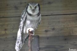 Uilen- en Dierenpark De Paay