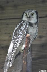 Uilen- en Dierenpark De Paay