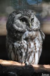 Uilen- en Dierenpark De Paay