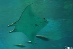 Ocean Park Hong Kong