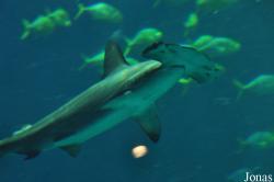 Ocean Park Hong Kong