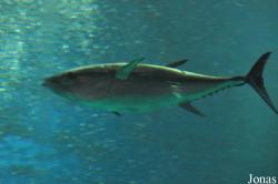Ocean Park Hong Kong