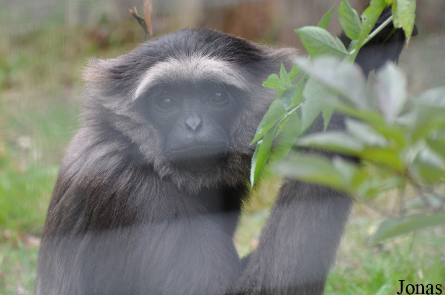 Wingham Wildlife Park